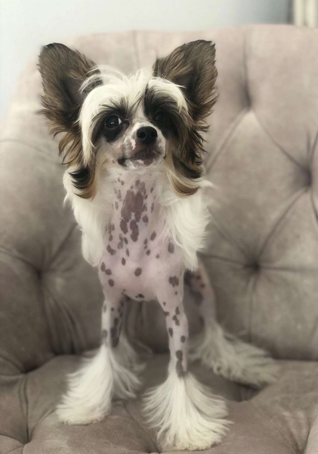 Ilatani Style Tequila