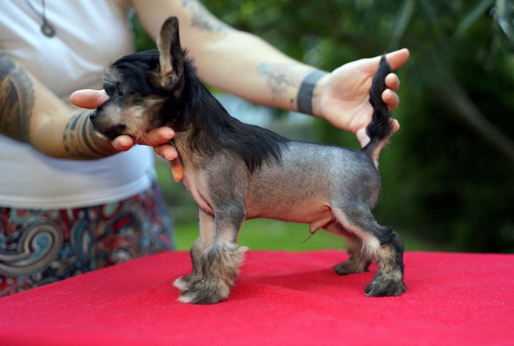 ORIGAMI z Krolestwa Agarthi