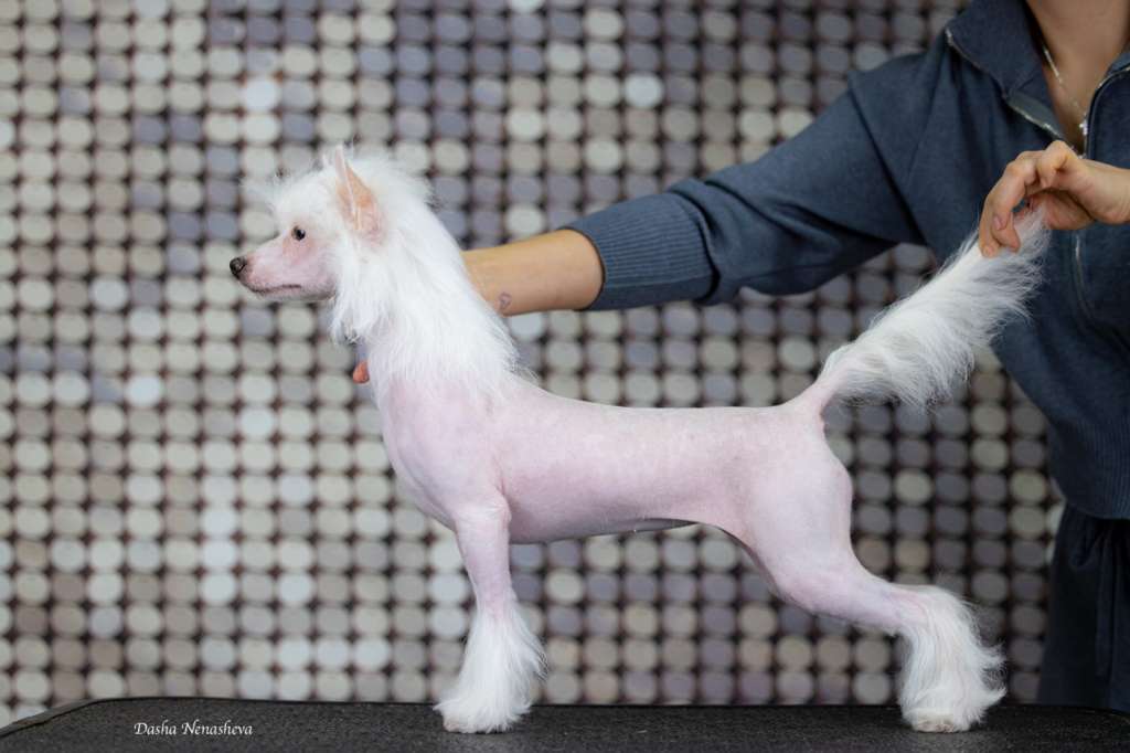 Mistyque iz Sozvezdiya Khana