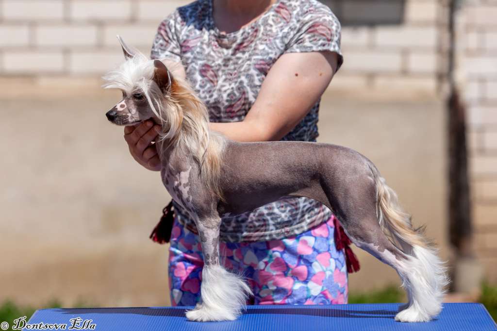 Lucia iz Sozvezdiya Khana