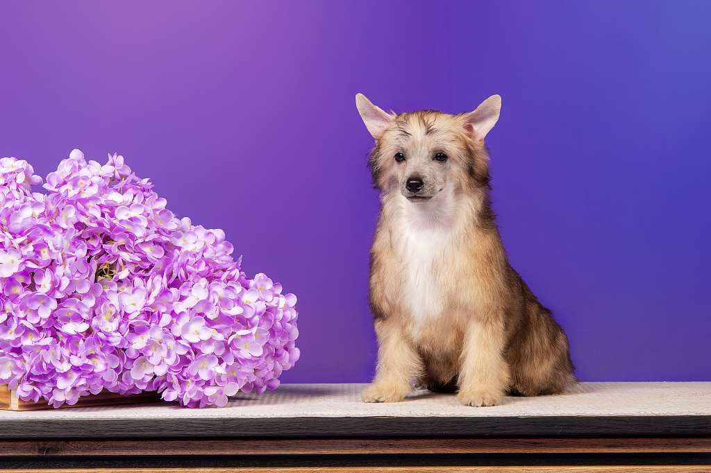 Ashantal Harry Potter