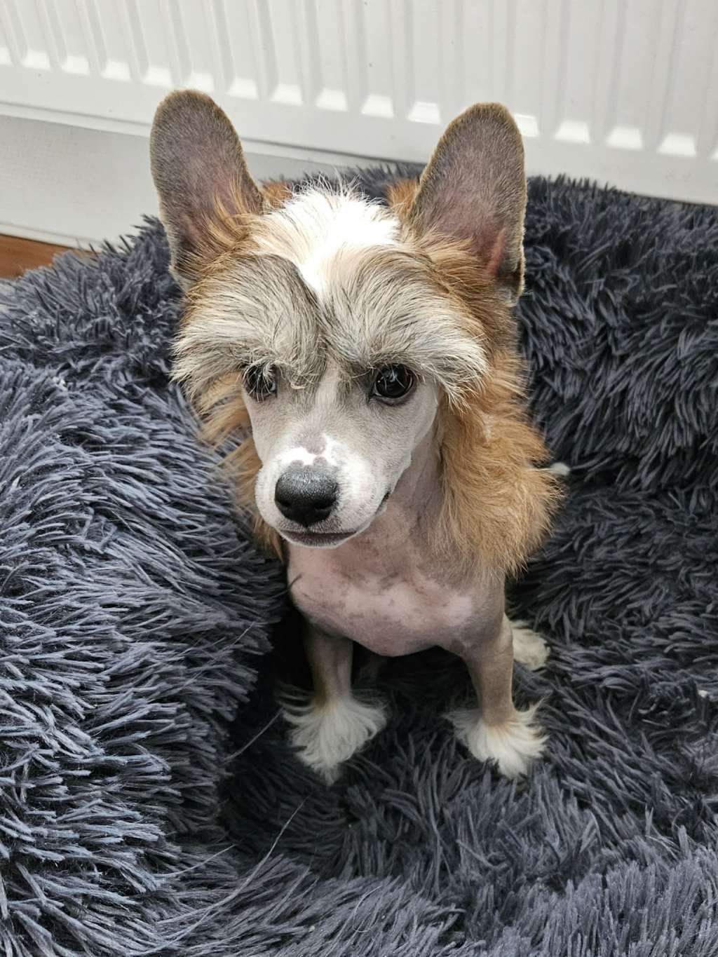 Fejmants The Future In The Past