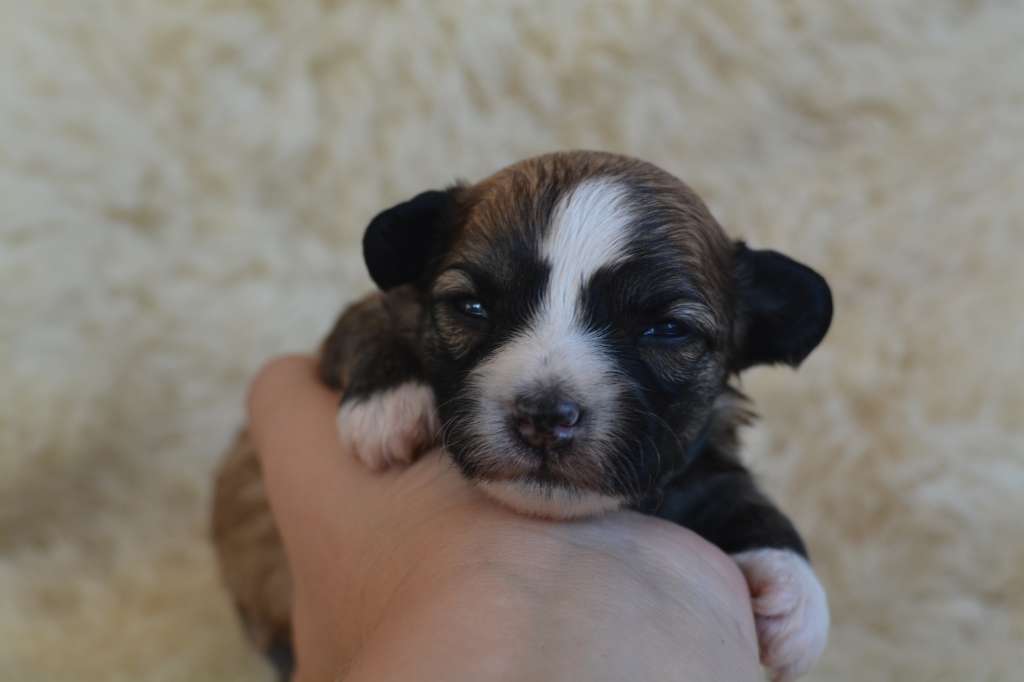 Fejmants Gin There Done That