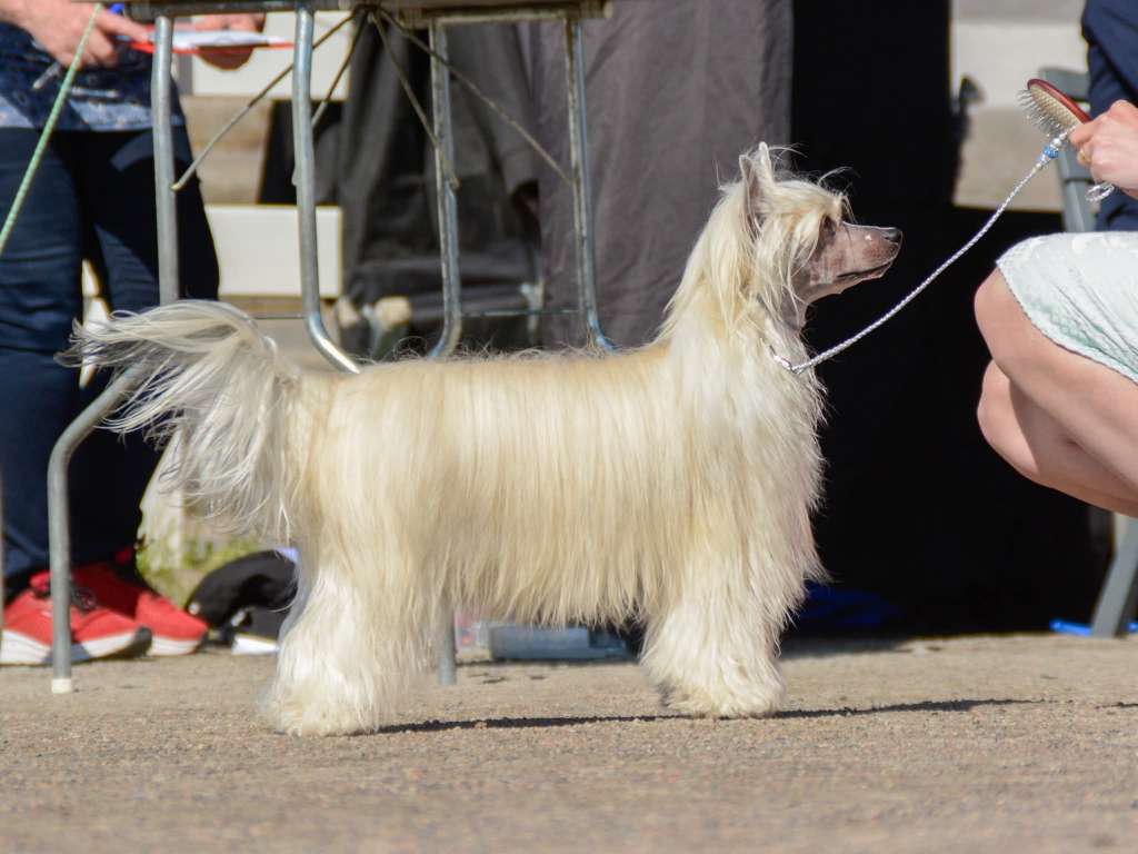 Nomilas Tawny Castor