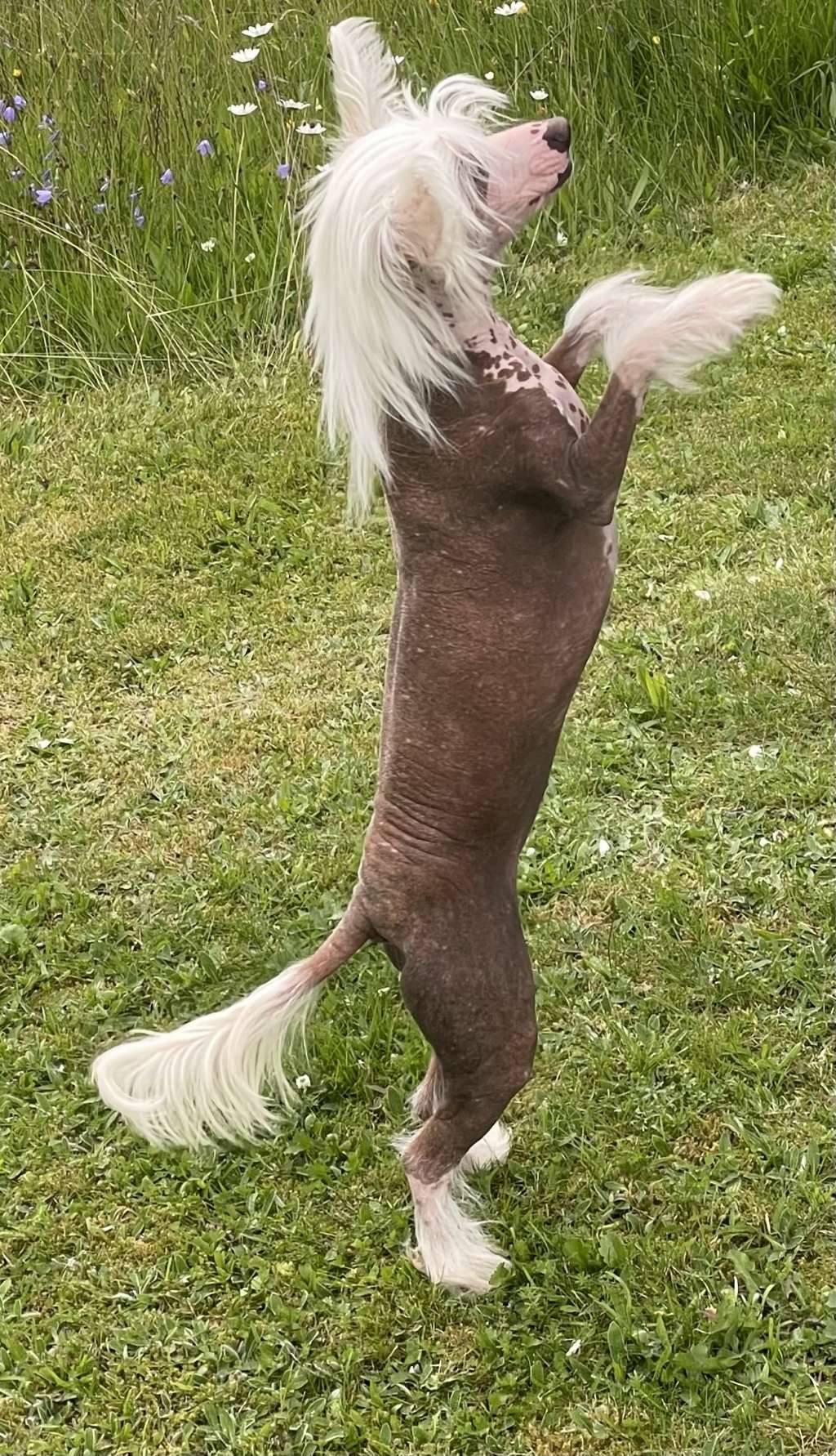 Nomilas Tricky Hecate Of Magic