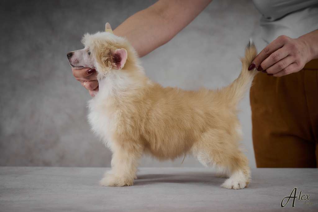 Kraspamir Key To Heart