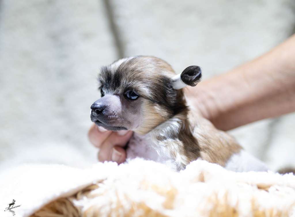 U Got The Charm Of Queen Malverne