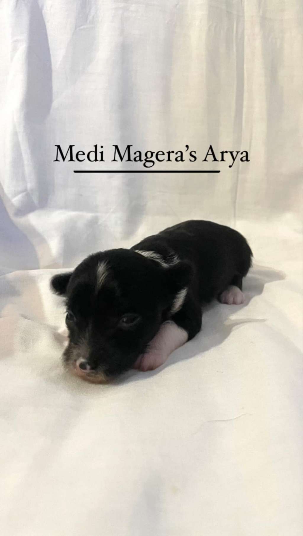 Medi Magera's Arya