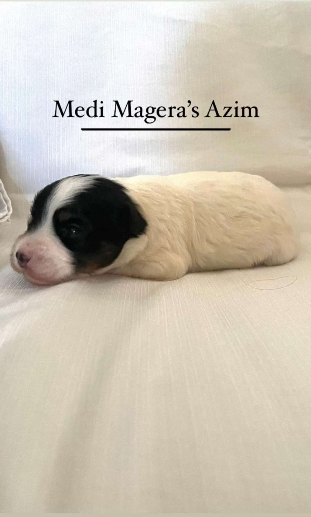Medi Magera's Azim