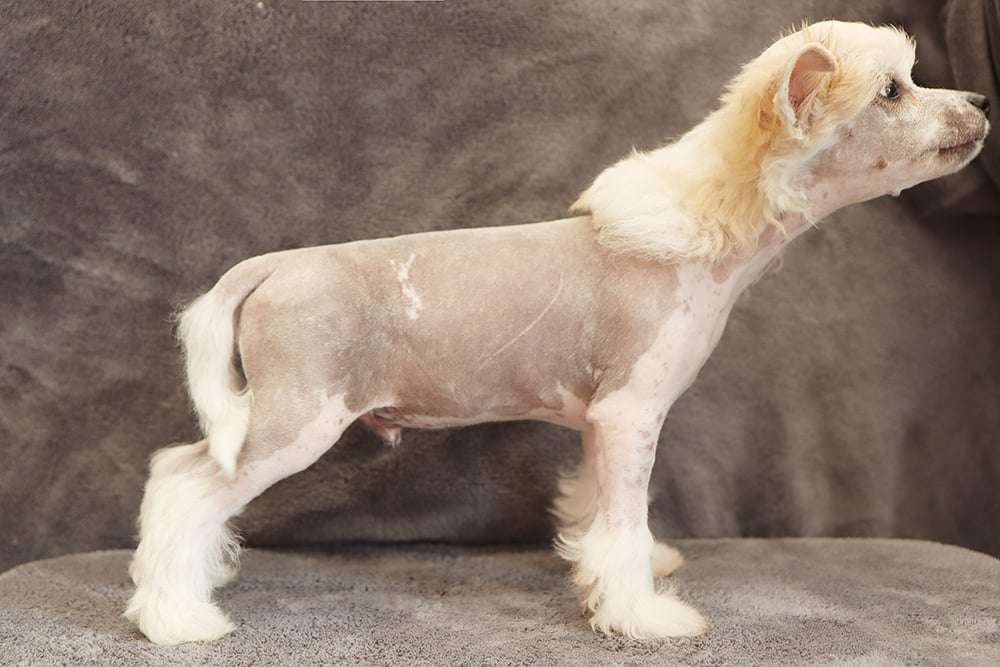 Ghazoot Enjoy Nougat