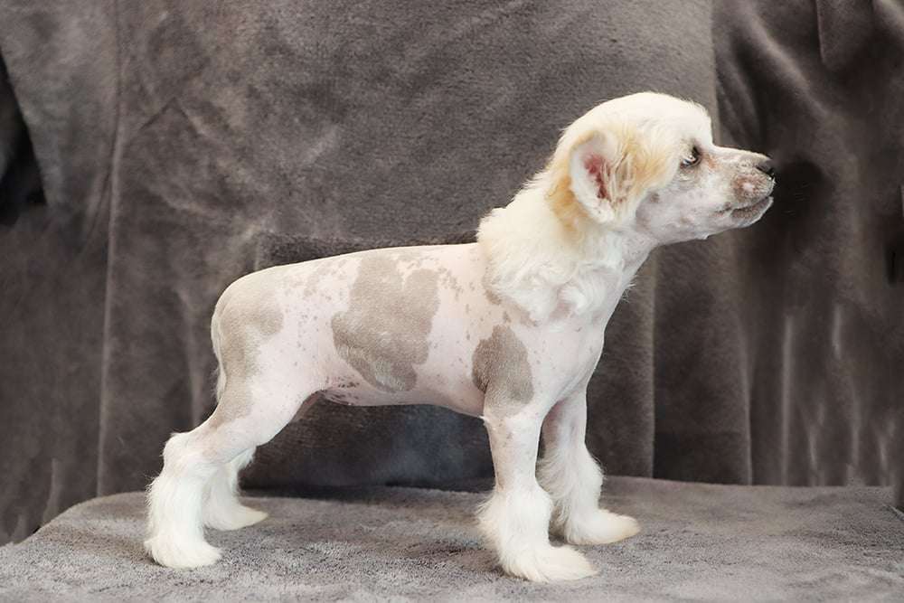 Ghazoot Easy To Love