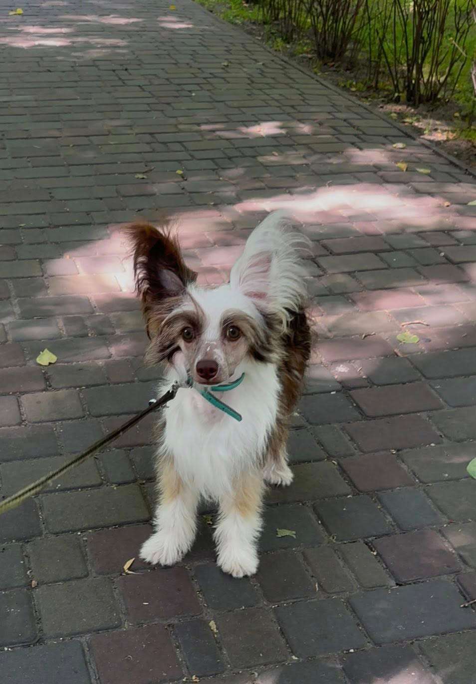 Mur Excalibur Furswood