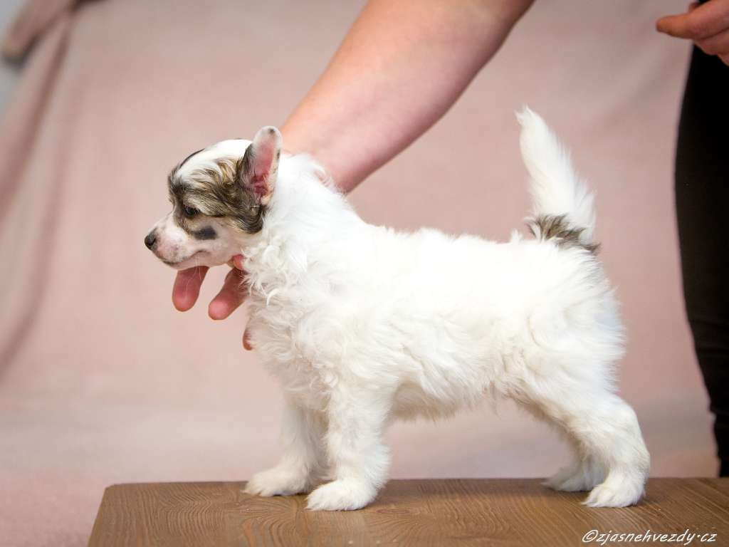 Harry z Jasne hvezdy