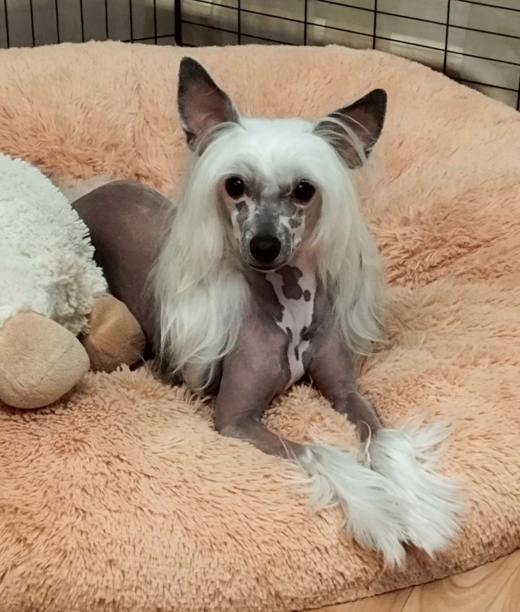 O'Sole Mio Winning Smile