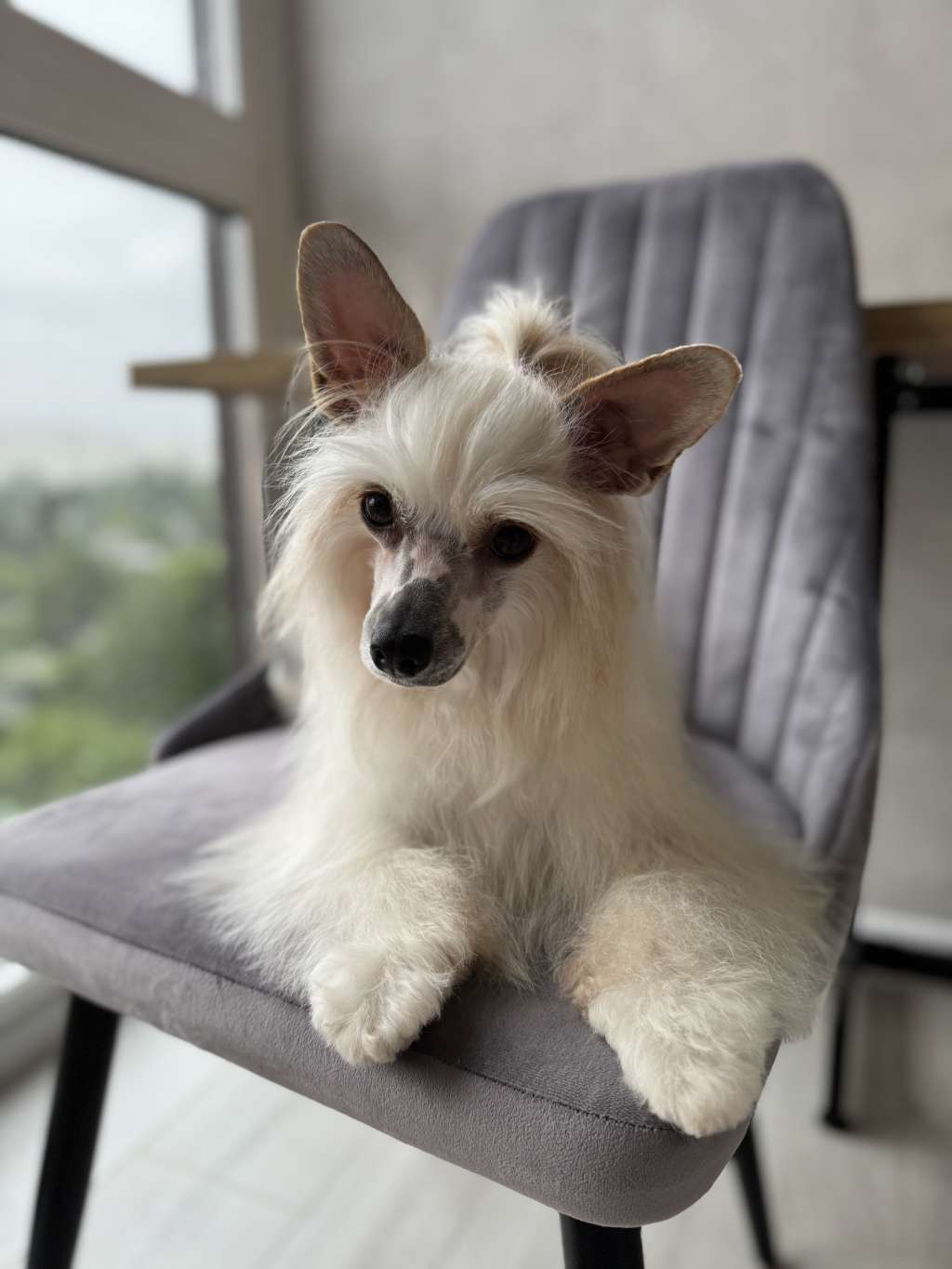 Izabel Crystals Serena