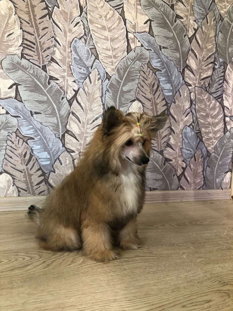 Izabel Crystals Sebastian