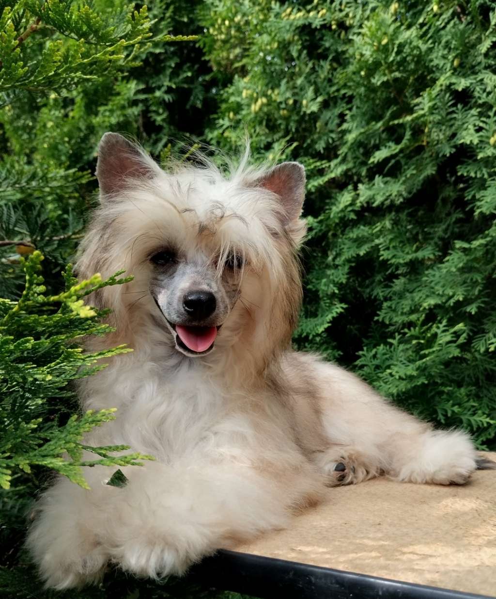 Luniks Stail Pinakolada