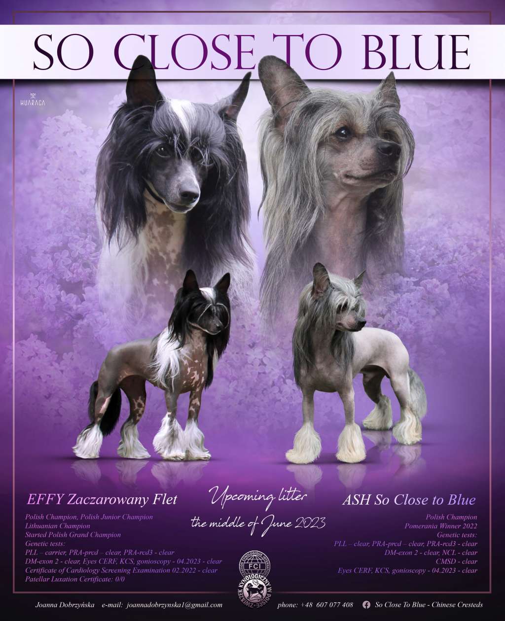 Daffy So Close To Blue