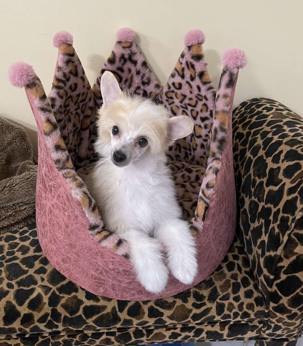 Sassytails Yeah Baby I m Just Chillin