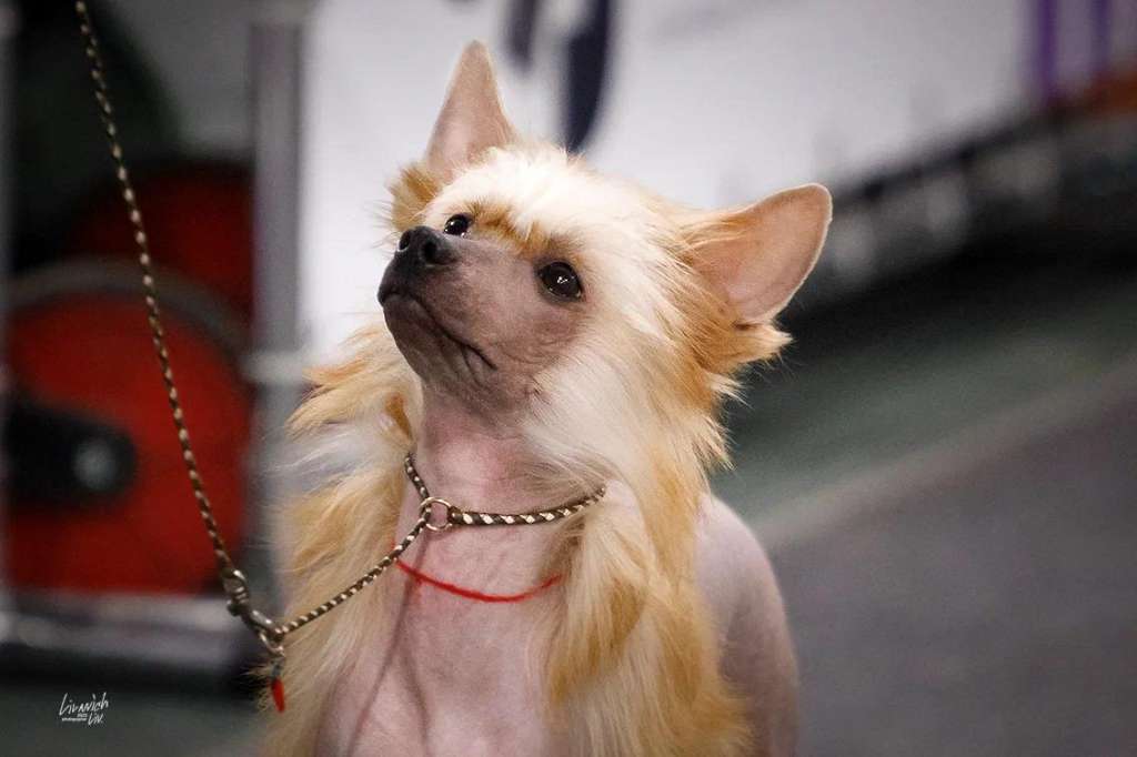 Rolana Family Chika Boom