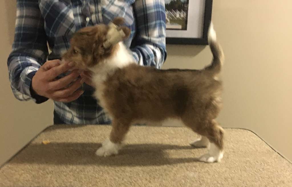 Swifthaven What's Up Murphy