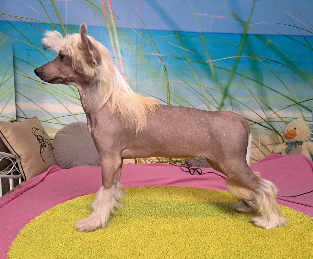 Sonata Ksiezycowa Sasimafci