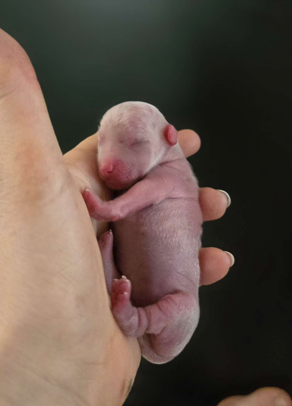 HitLine Ltd Goldfinger