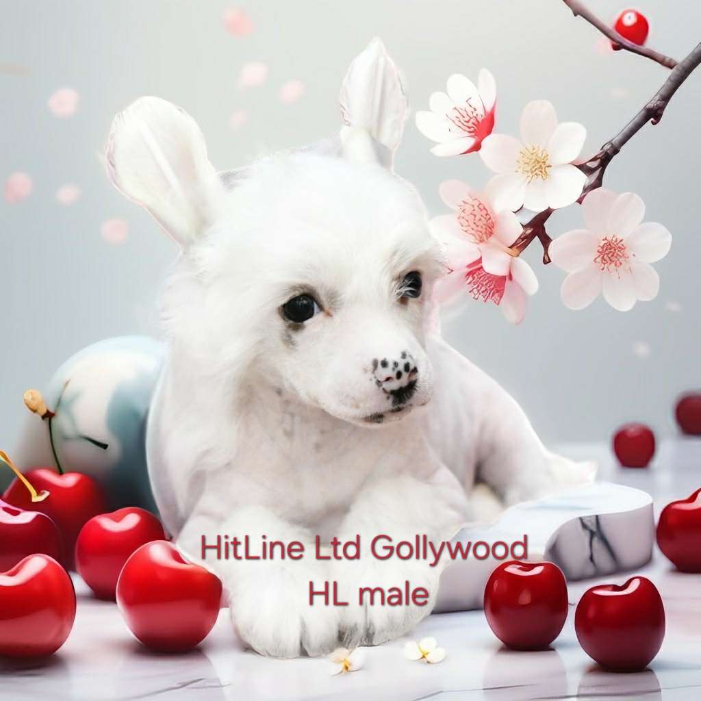 HitLine Ltd Gollywood