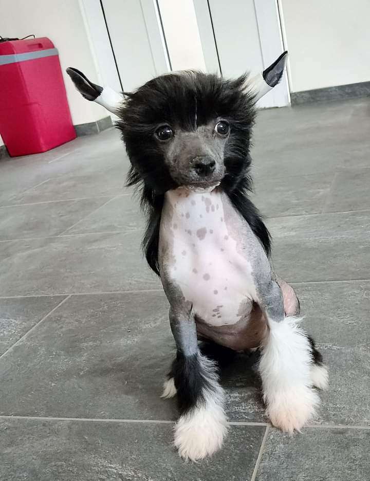 Lilith Molosos Gratzi