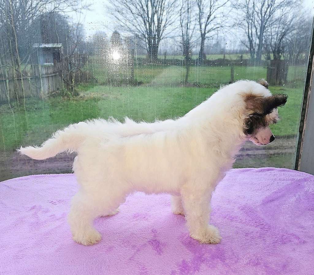 Be My Dog's Mc Twisp