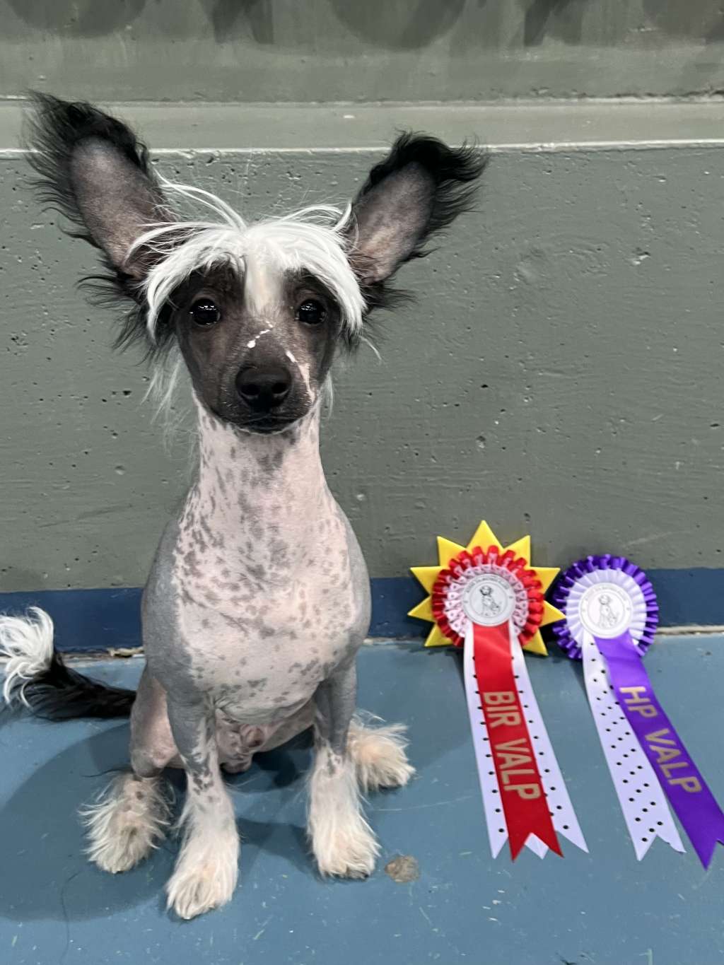 Curlycrest's The Devil Wears Nada