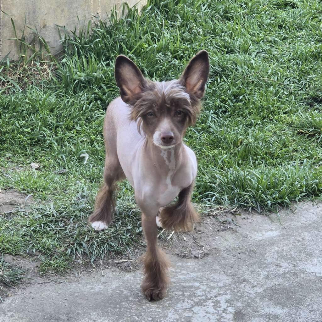 Unicorn Magic Daffni