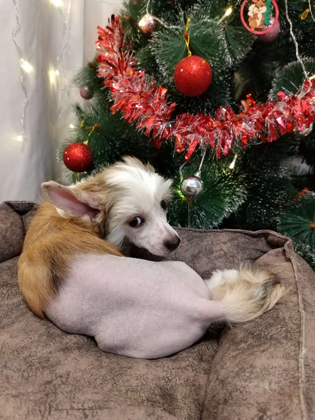 Kovimoti Helen Christensen