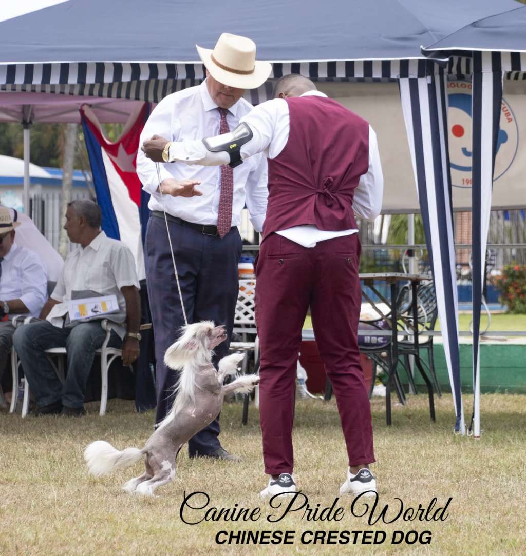 Canine Pride World Valentina