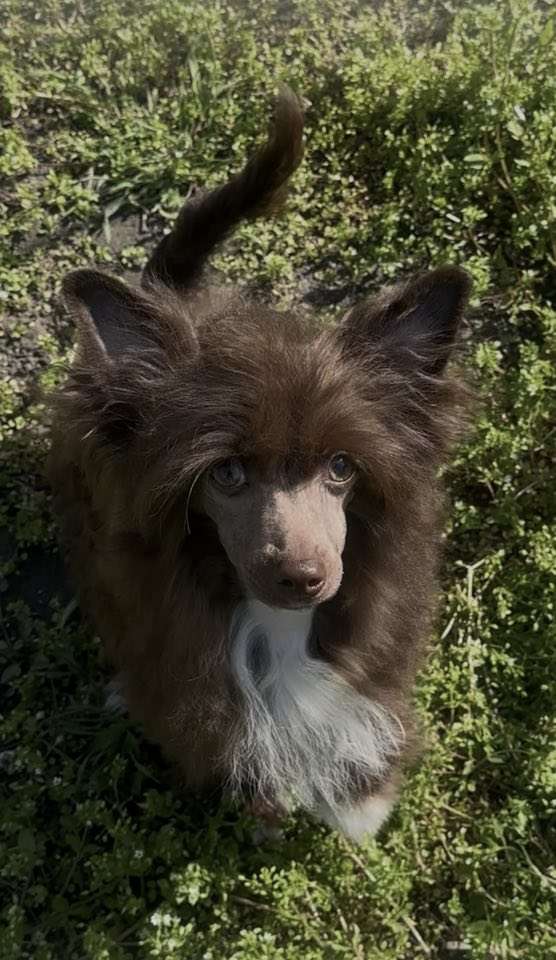 Nelson Forward Furswood