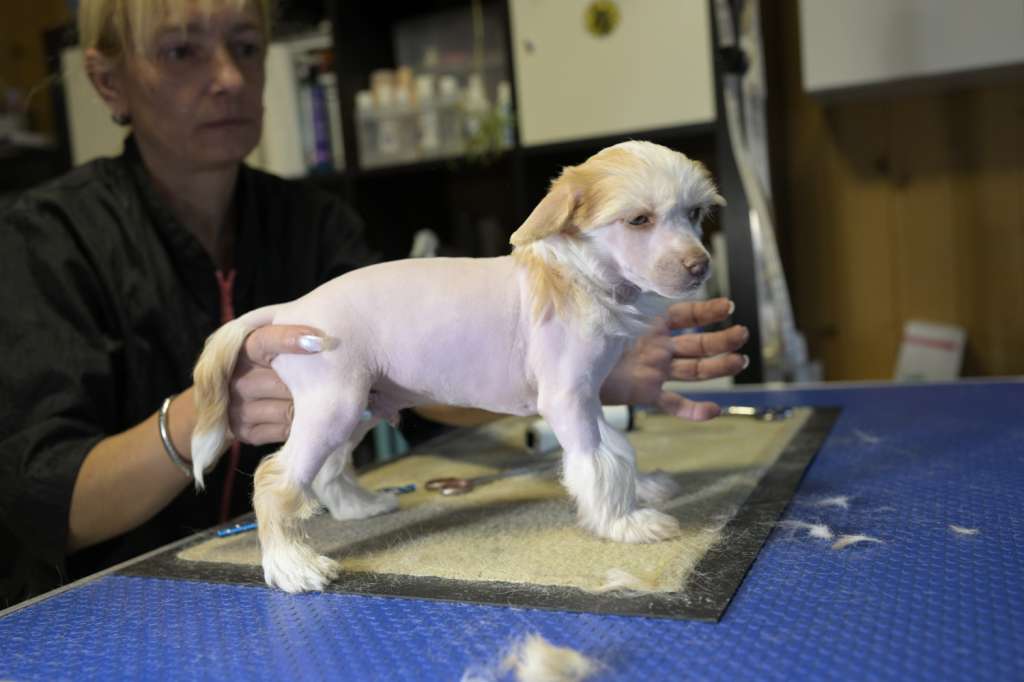 Cute Heartbreakers Beautiful Butterfly Bird