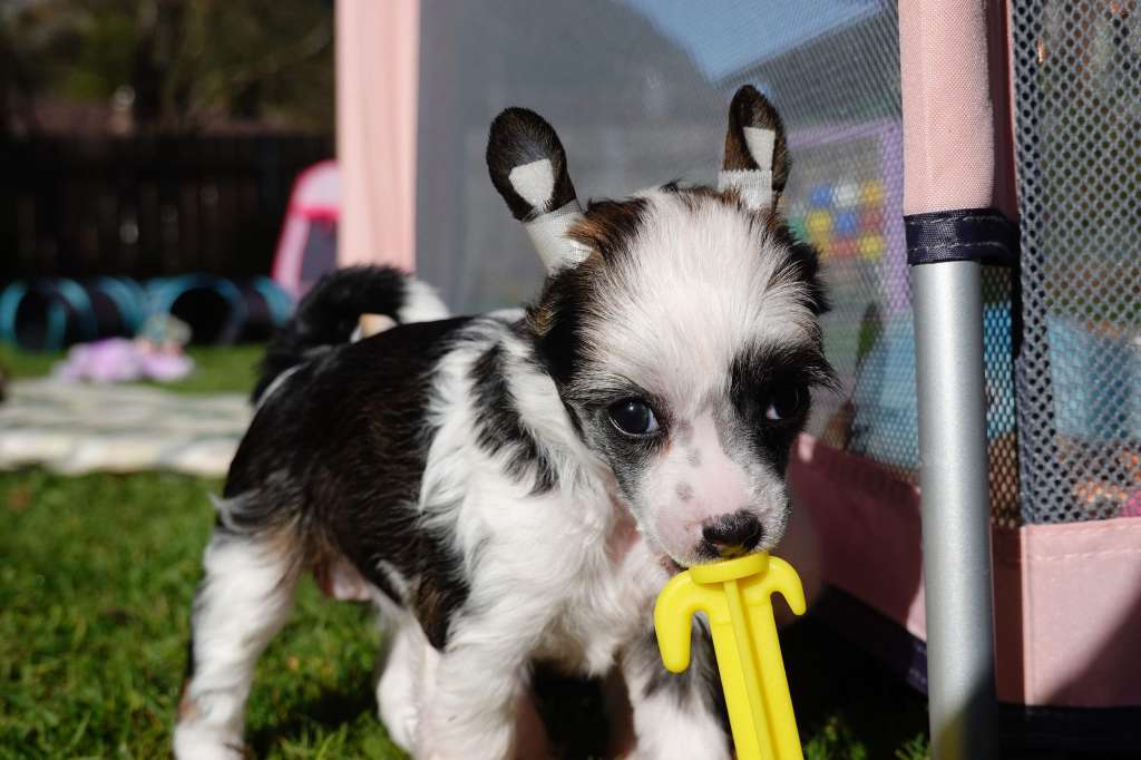 Cute Heartbreakers Best Wishes Symphony