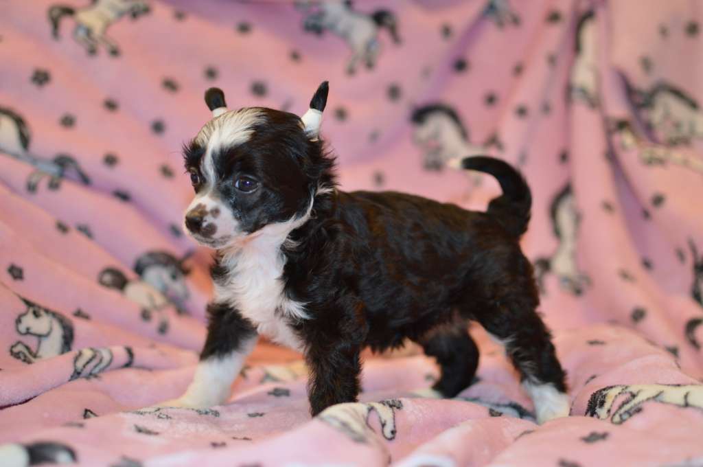 Xmas Cookie z Andelovy dlane