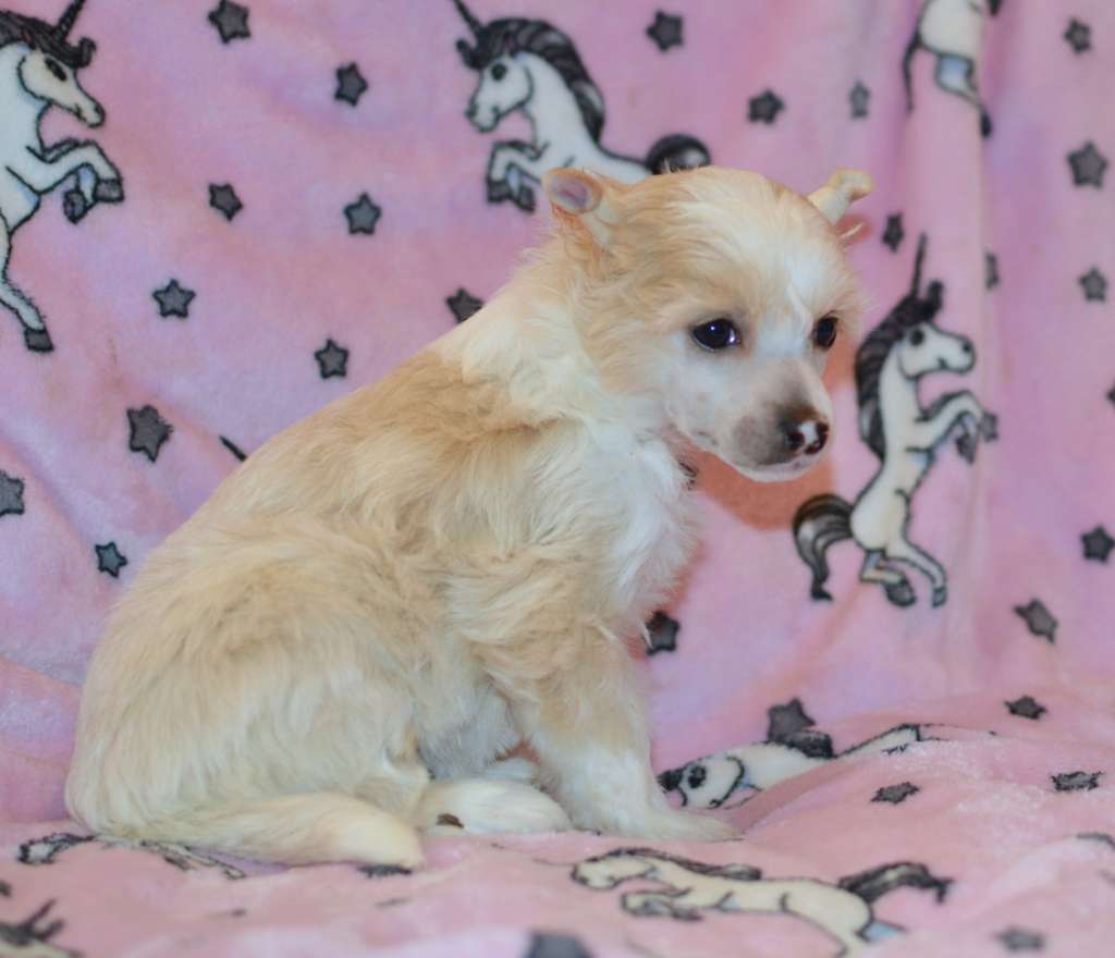 Xmas Snowflake z Andelovy dlane