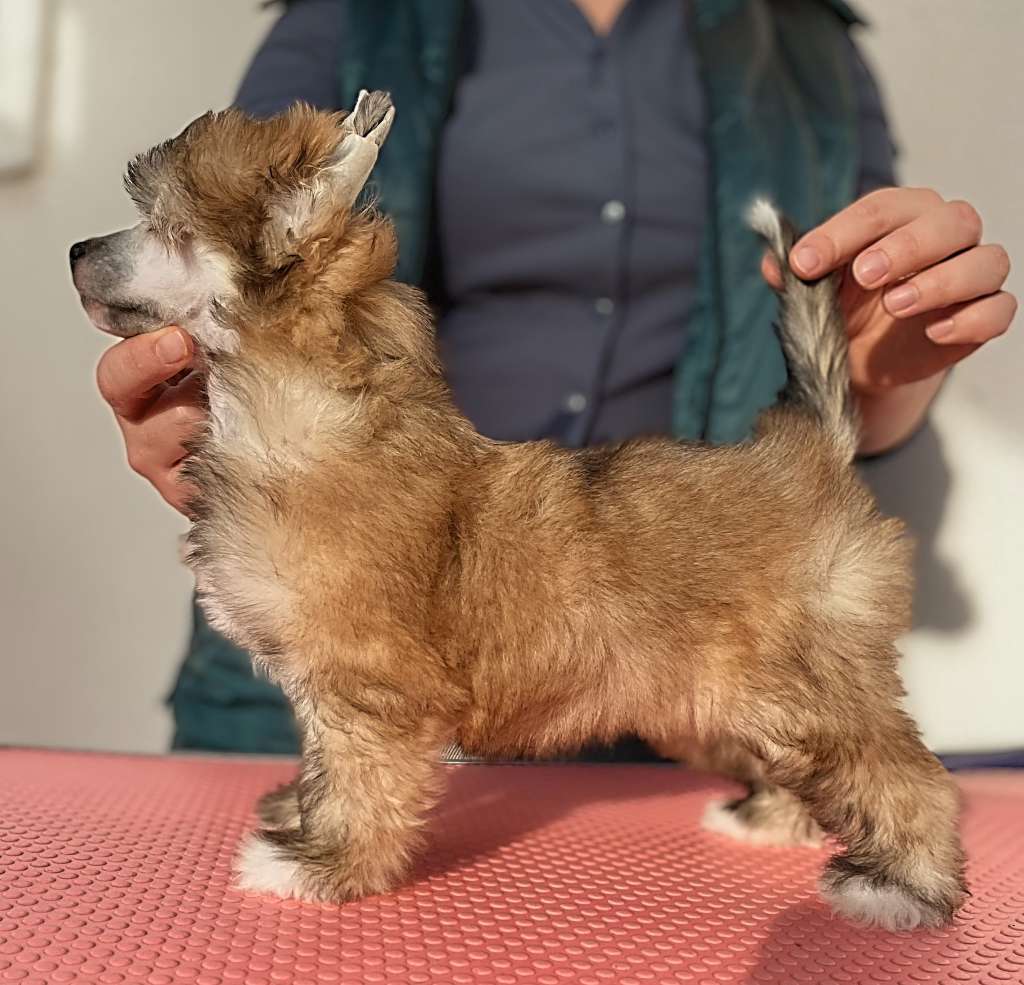 Famrus French Kiss N Kellyn