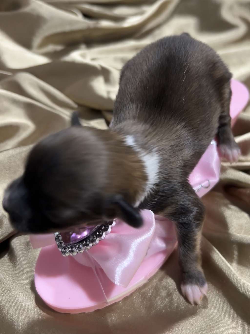 Aira Ilyo Royal Cassovia