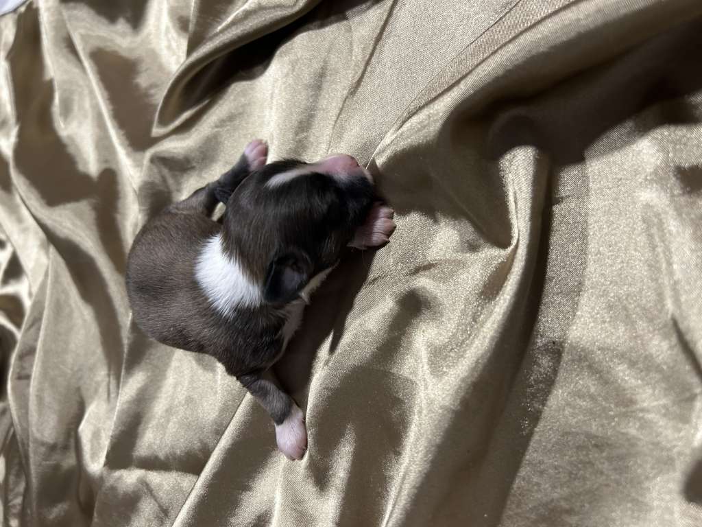 Ace Prometheus Royal Cassovia