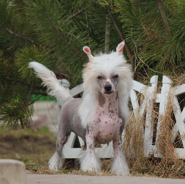 Imbirnyj   pryanik  dlya  Liris