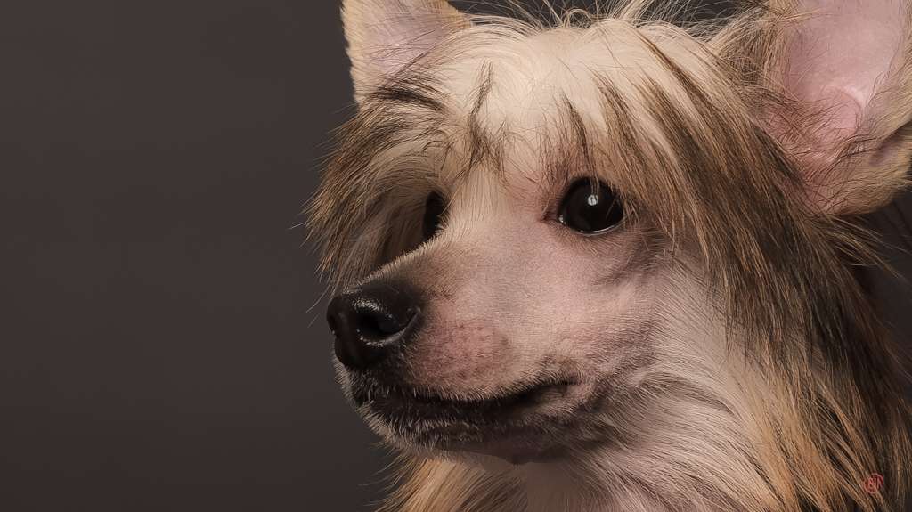 Laisan Island Frankel