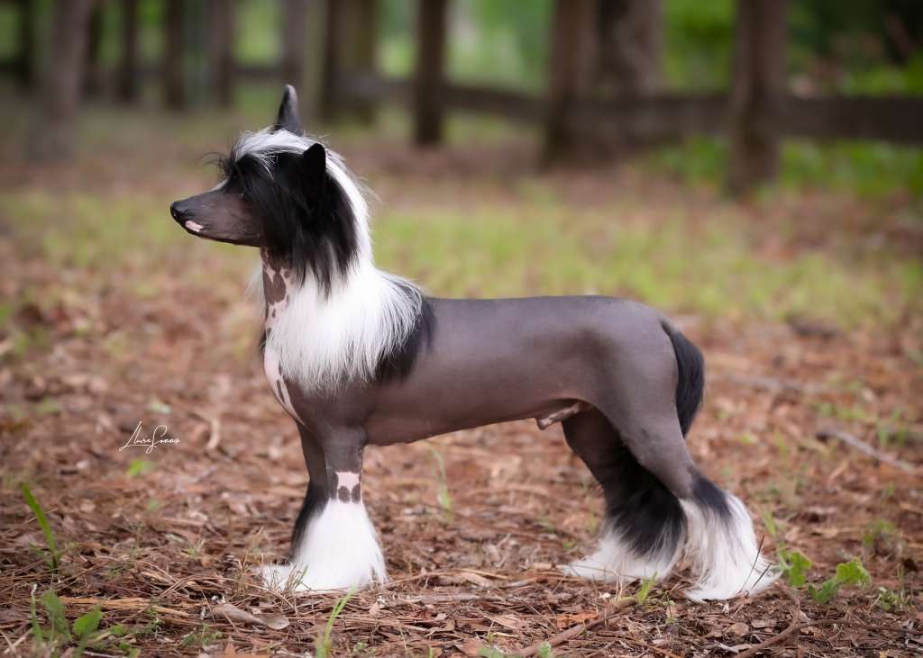 Altacrest Palmetto Come Over and Play With Me at A