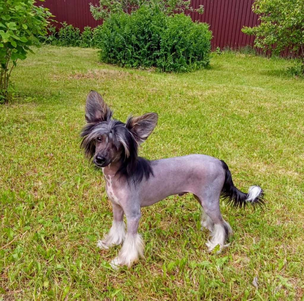 Uchenik Charodeya iz Chudnoy Doliny