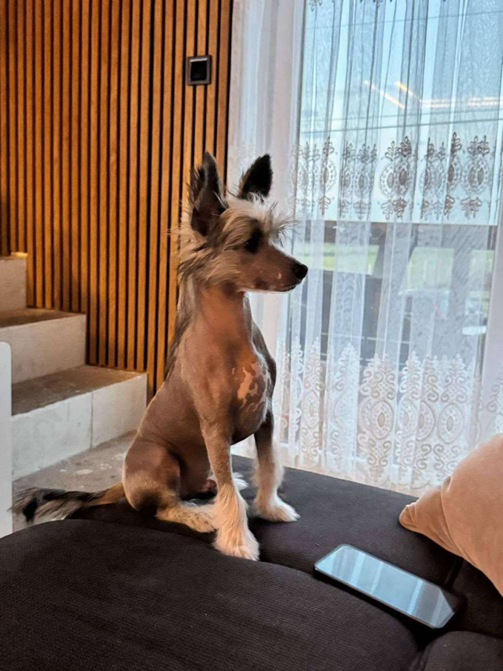 GIN Shadow Dog