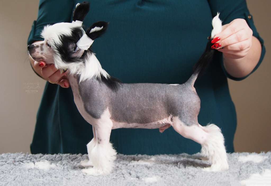 Gross Shadow Dog