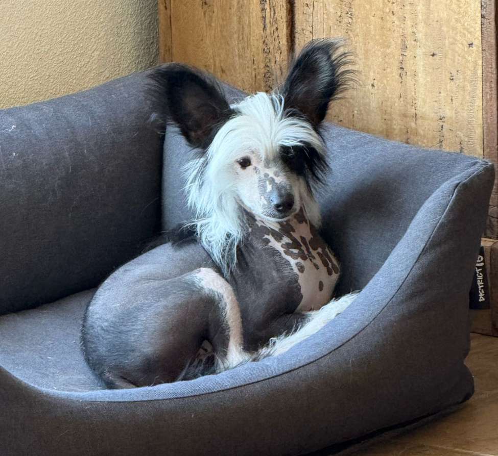 Goya Shadow Dog