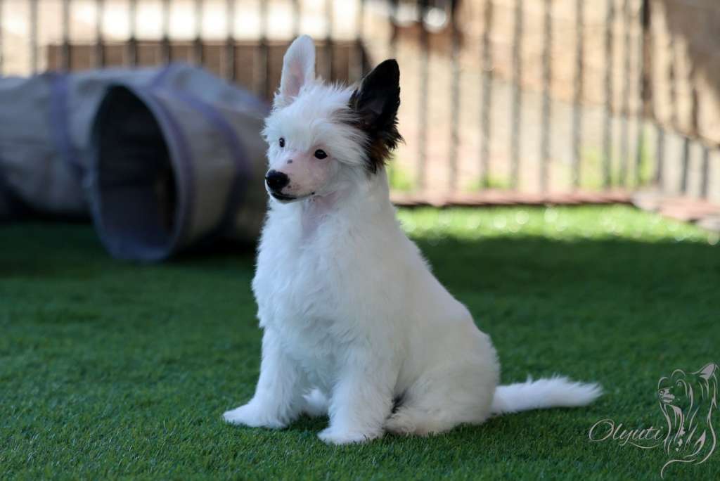 Olyuti's Paloma Excellia